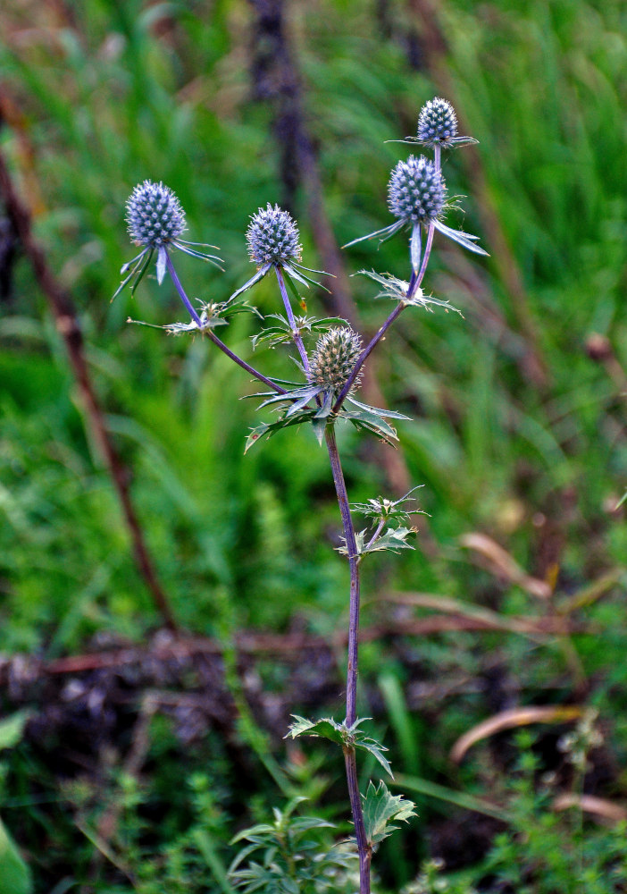 Изображение особи Eryngium planum.