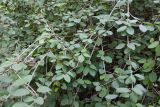 Viburnum mongolicum. Ветви с листьями. Китай, Харбин, Хэйлунцзянский лесной ботанический сад, в культуре. 06.10.2019.