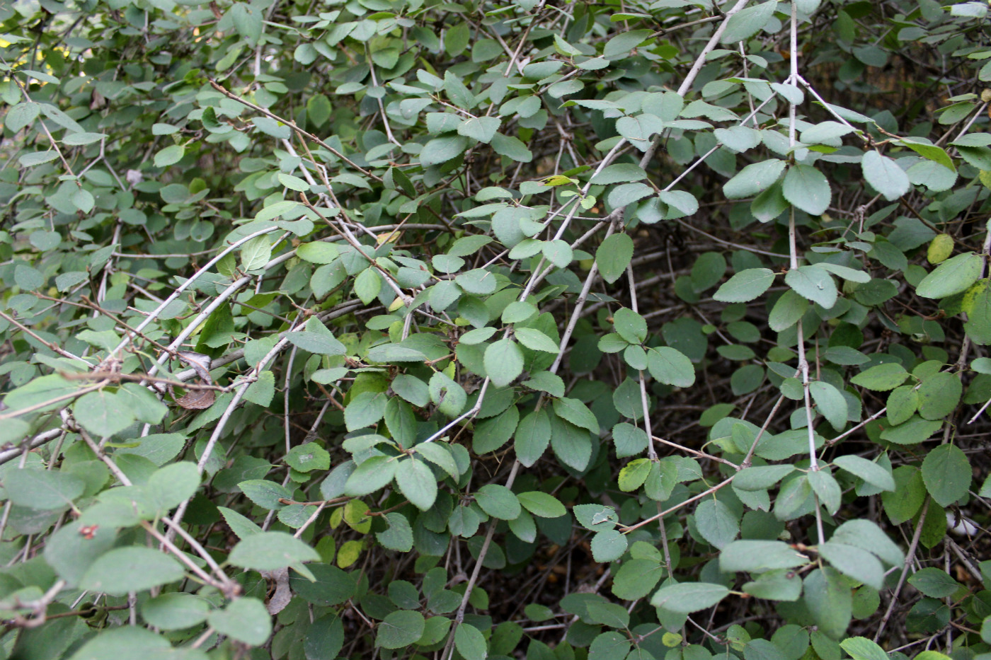 Image of Viburnum mongolicum specimen.