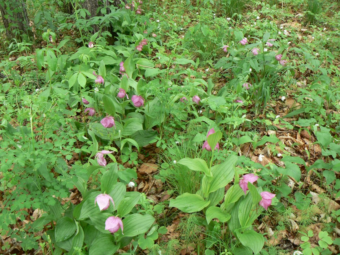 Image of Cypripedium macranthos specimen.