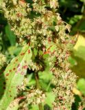 Rumex obtusifolius. Часть соплодия и лист. Сахалинская обл., Холмский р-н, перегон 77 км - Чертов мост. 13.08.2019.