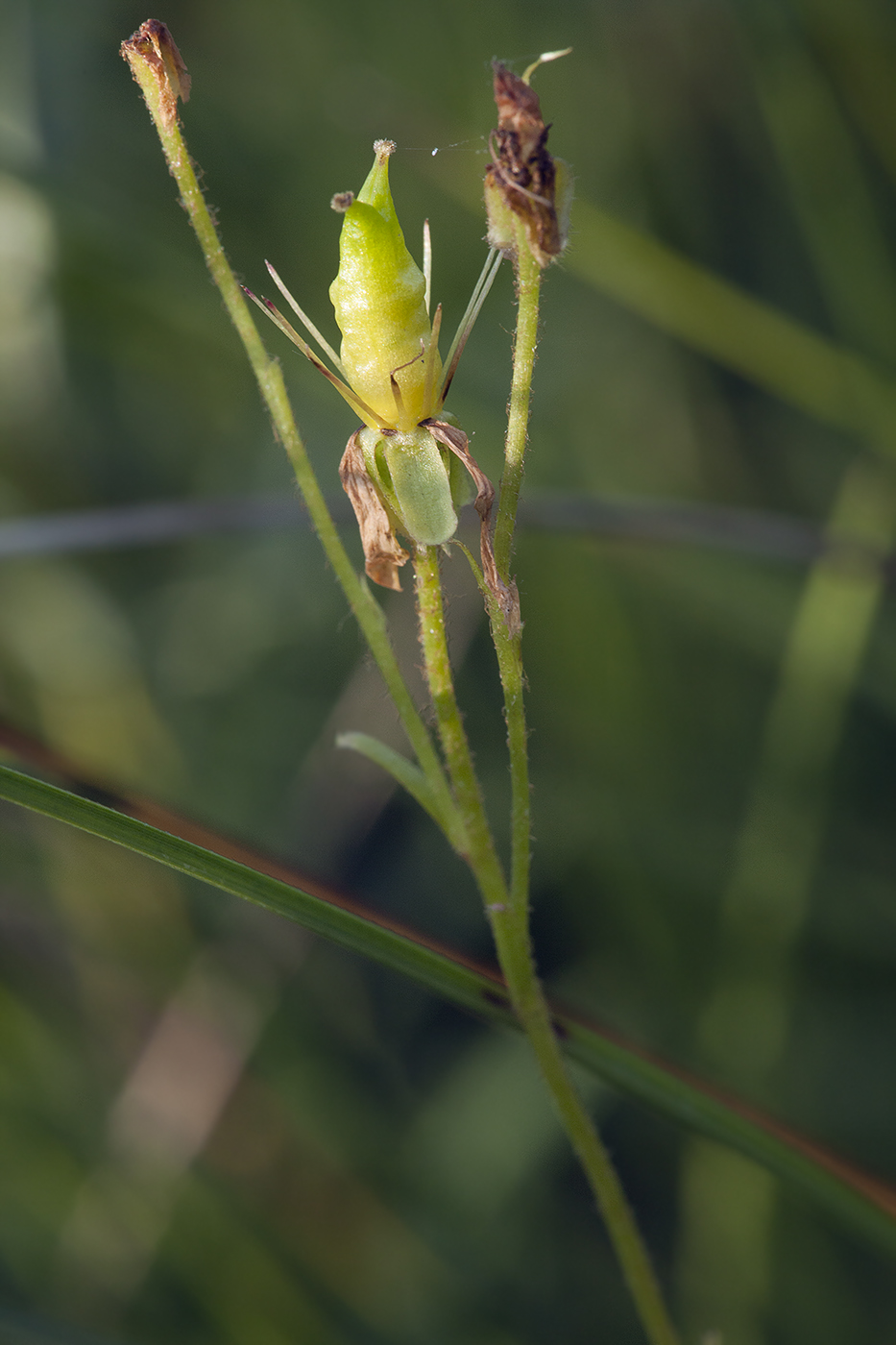 Image of Saxifraga hirculus specimen.