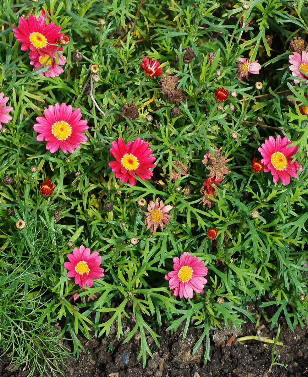 Image of familia Asteraceae specimen.