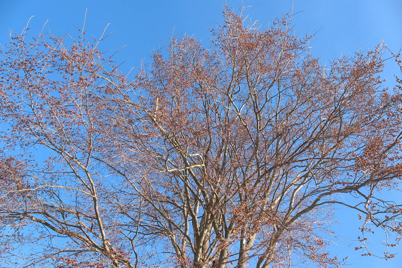 Изображение особи Ulmus laevis.