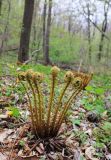 Dryopteris crassirhizoma. Разворачивающиеся вайи. Приморский край, окр. г. Владивосток, в широколиственном лесу. 08.05.2020.