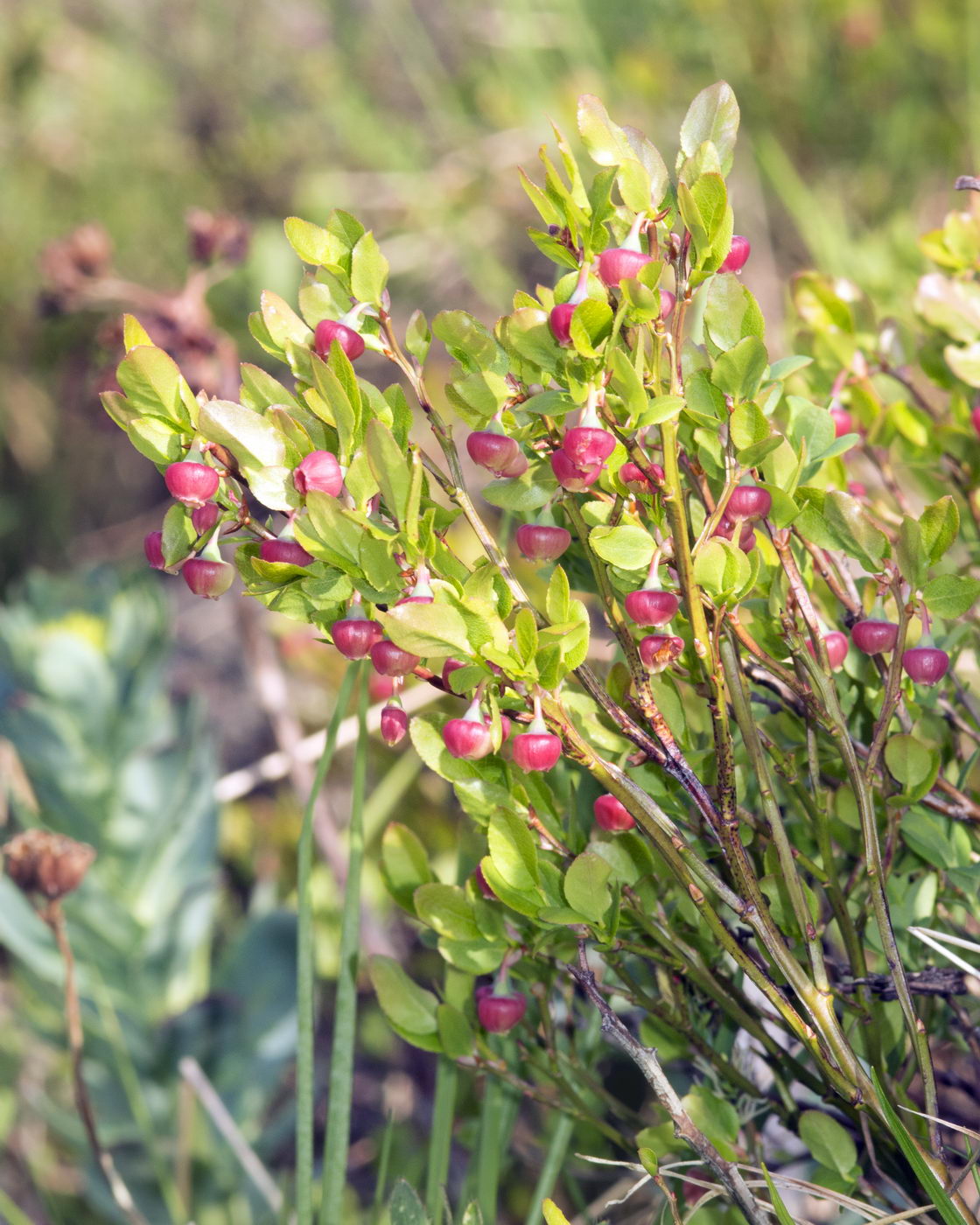 Image of Vaccinium myrtillus specimen.