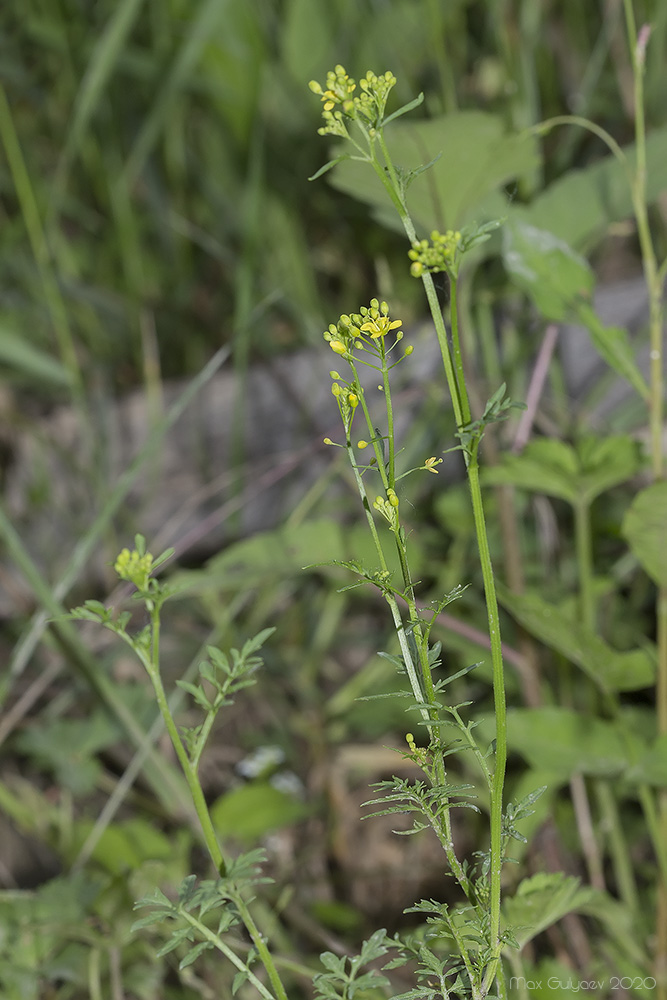 Image of Rorippa sylvestris specimen.