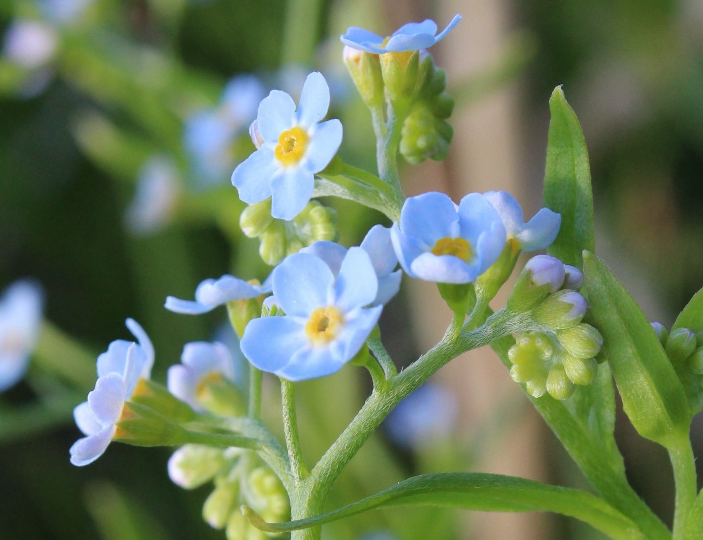 Изображение особи Myosotis palustris.