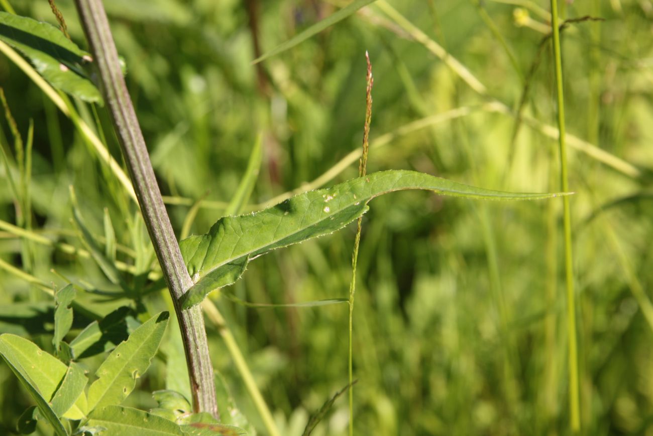 Image of Cirsium heterophyllum specimen.