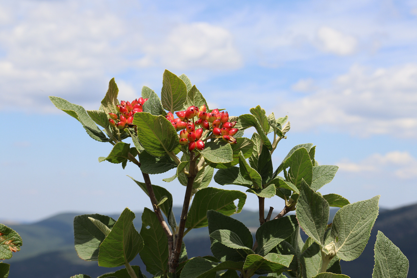 Image of Viburnum lantana specimen.