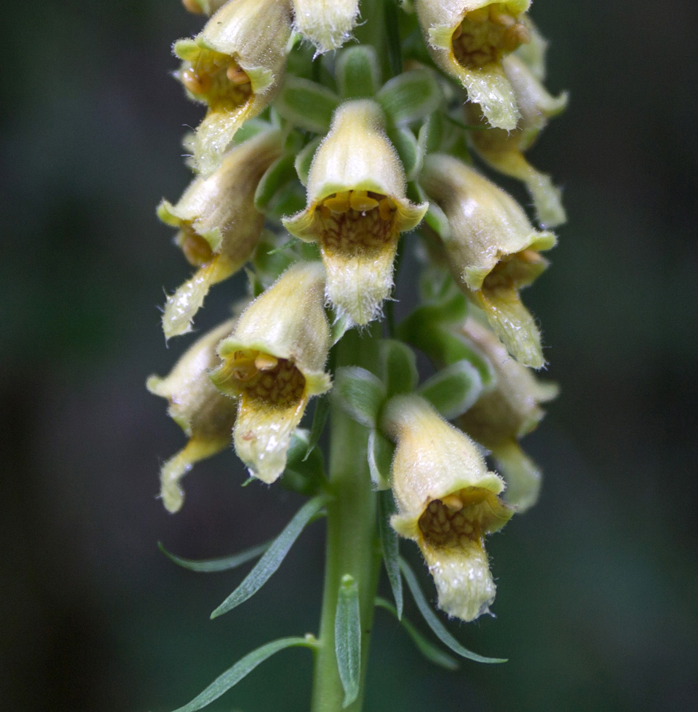 Изображение особи Digitalis schischkinii.