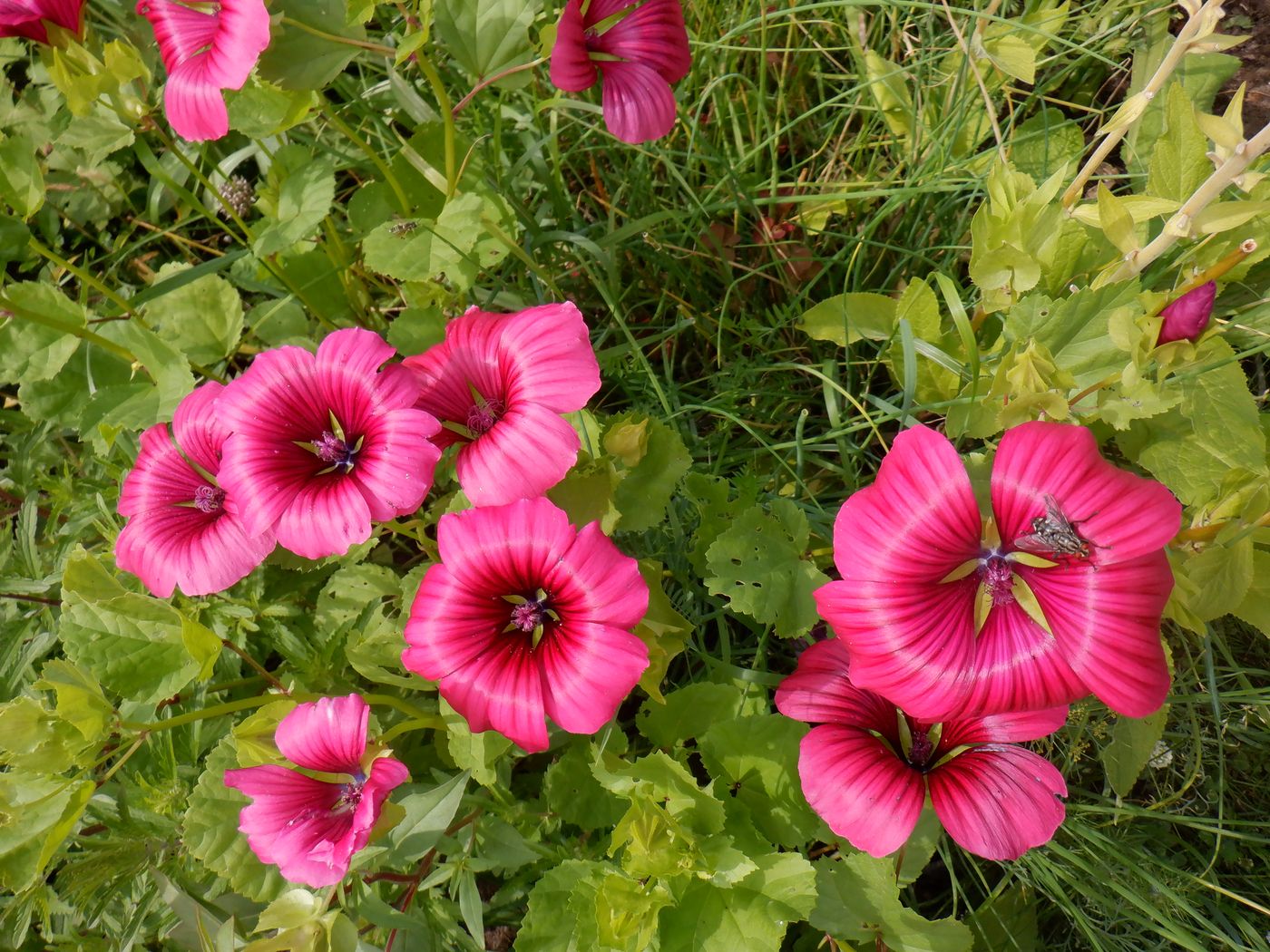 Изображение особи Malope trifida.