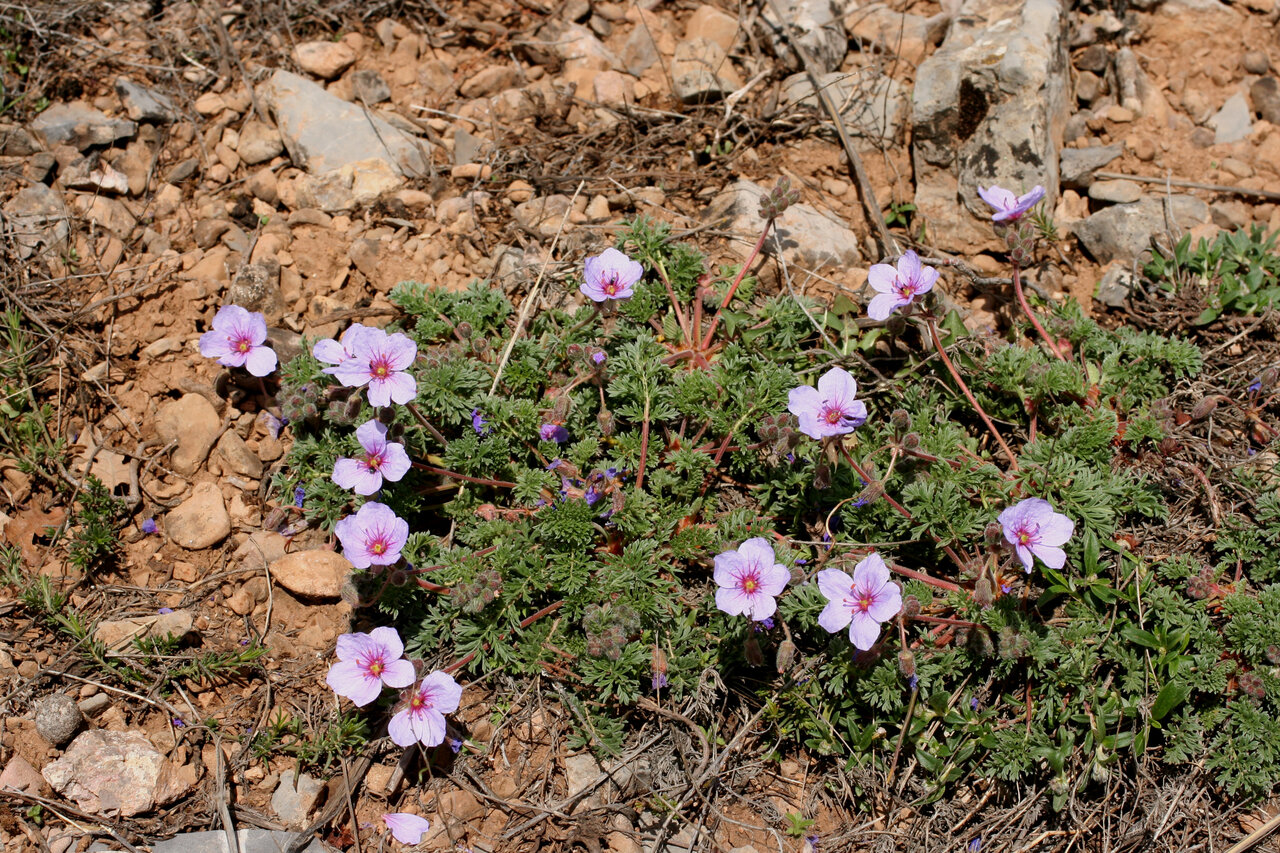 Image of Erodium absinthoides specimen.