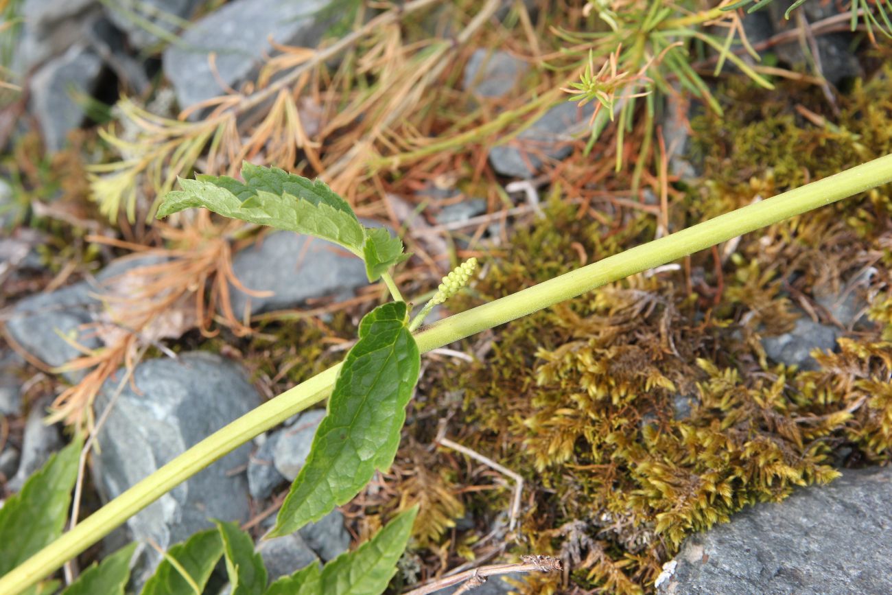 Image of Cimicifuga foetida specimen.