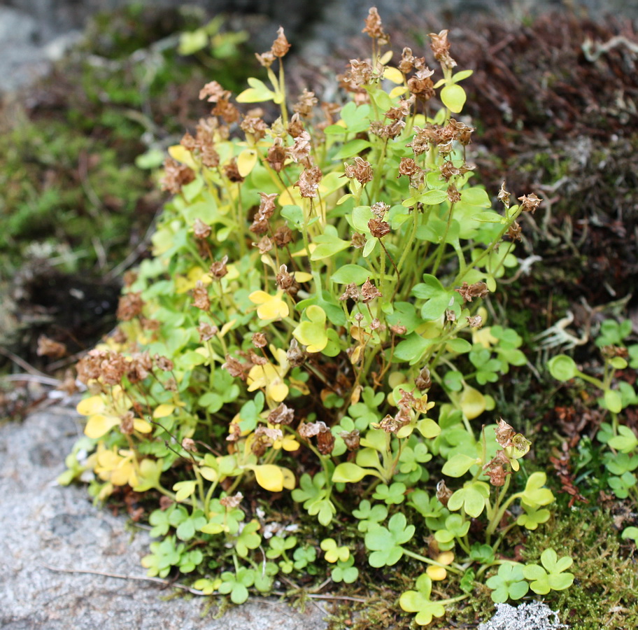 Image of Saxifraga rivularis specimen.