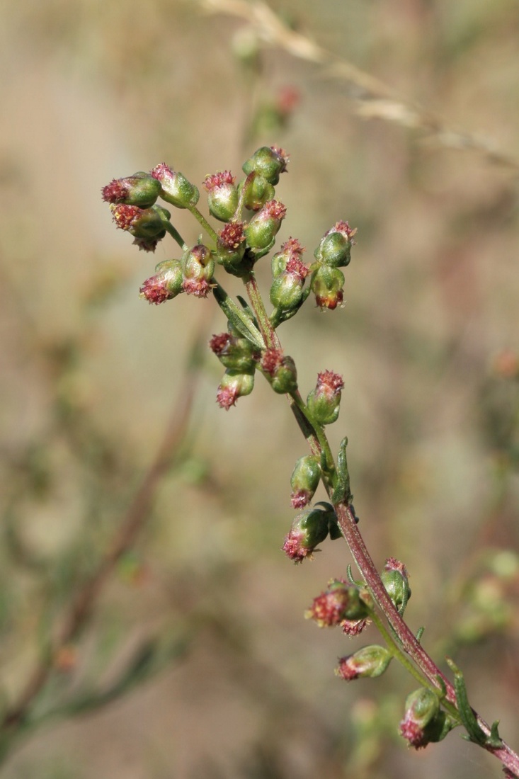 Image of Artemisia campestris specimen.