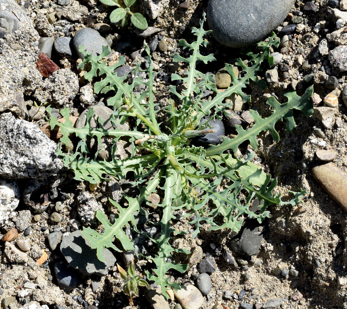 Изображение особи Lactuca undulata.