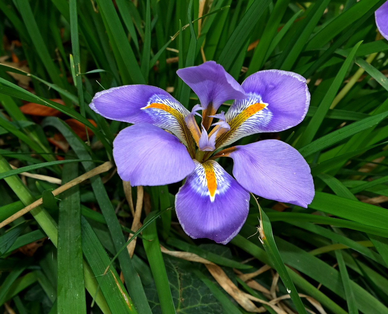 Image of Iris unguicularis specimen.