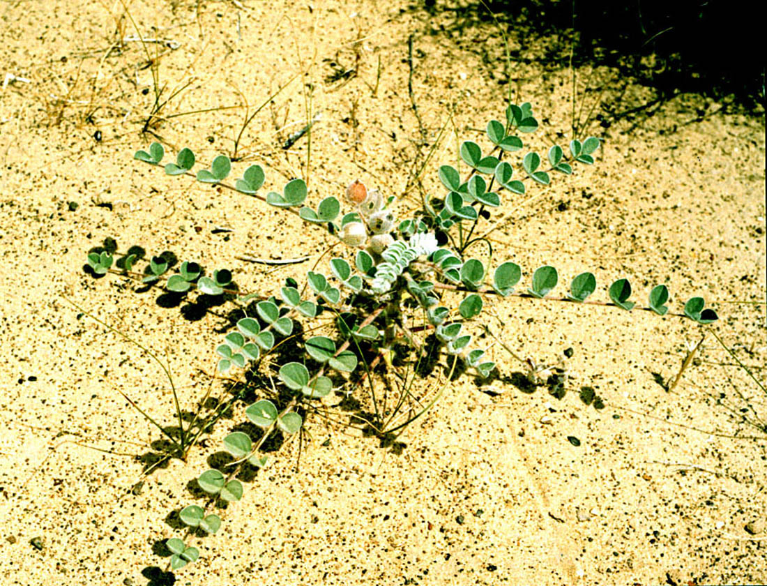 Image of Astragalus lehmannianus specimen.