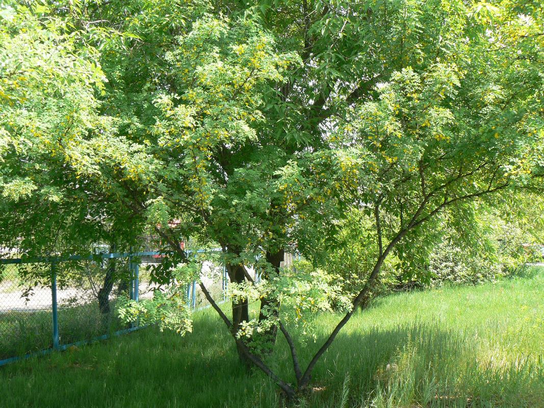 Image of Caragana arborescens specimen.