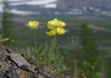 Papaver pulvinatum