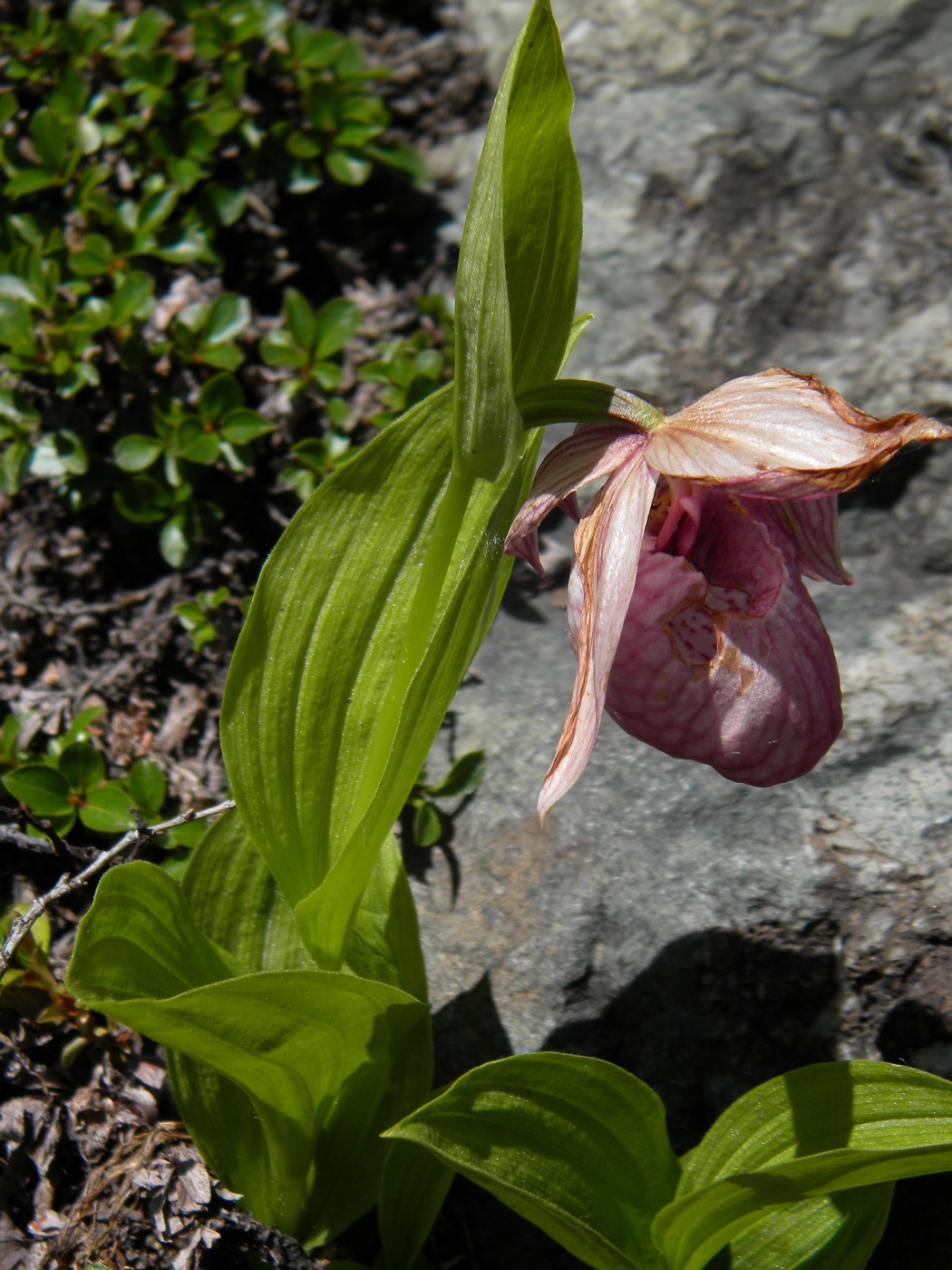 Изображение особи Cypripedium macranthos.