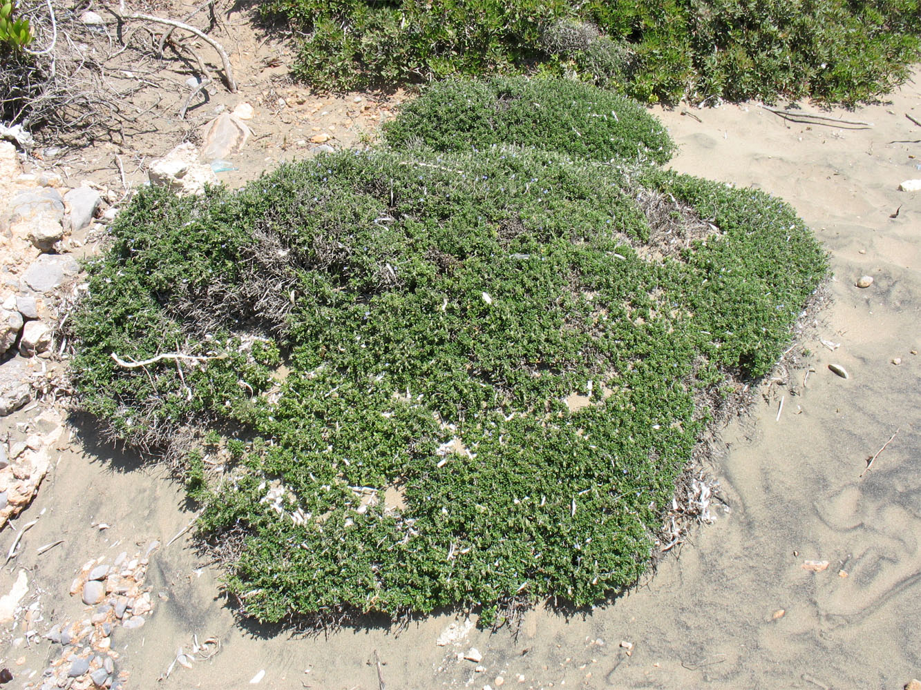 Image of Lithodora hispidula specimen.