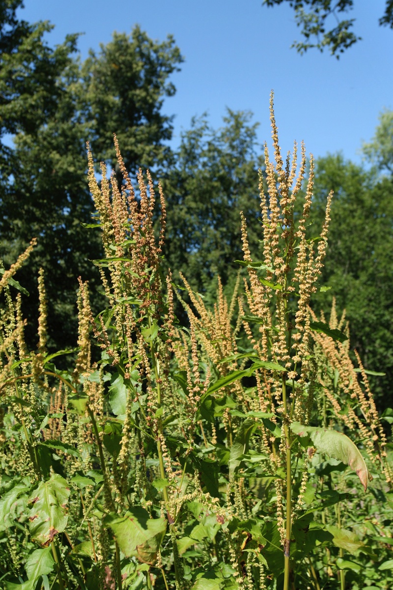 Изображение особи Rumex sylvestris.