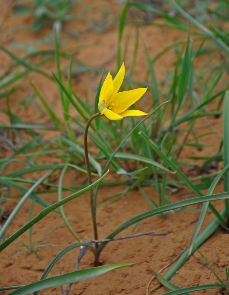 Изображение особи Tulipa scythica.