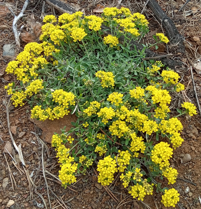 Image of Odontarrhena obovata specimen.