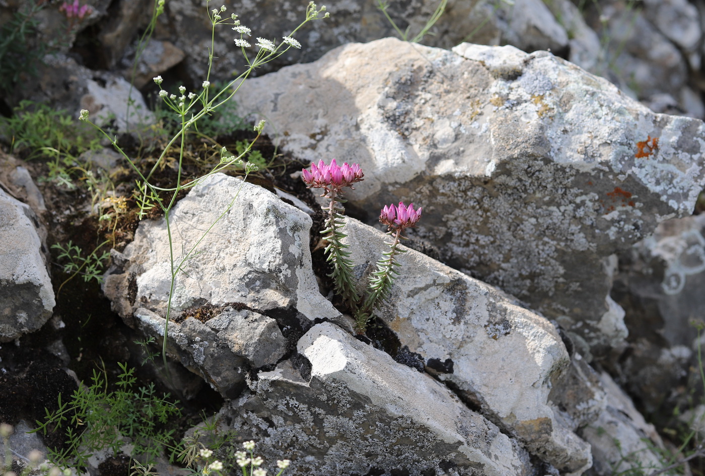 Image of Pseudosedum multicaule specimen.