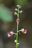 Scrophularia olympica. Верхушка цветущего растения. Республика Северная Осетия-Алания, Алагирский р-н, Большой Кавказ, правый берег р. Суагдон, ≈ 1250 м н.у.м., каменистый берег ручья. 30.06.2021.