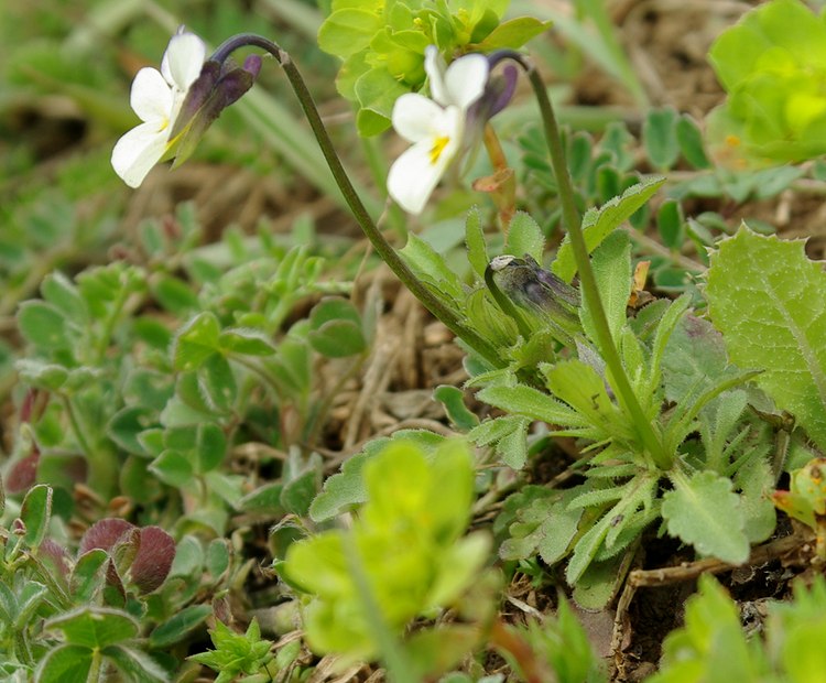 Image of Viola arvensis specimen.