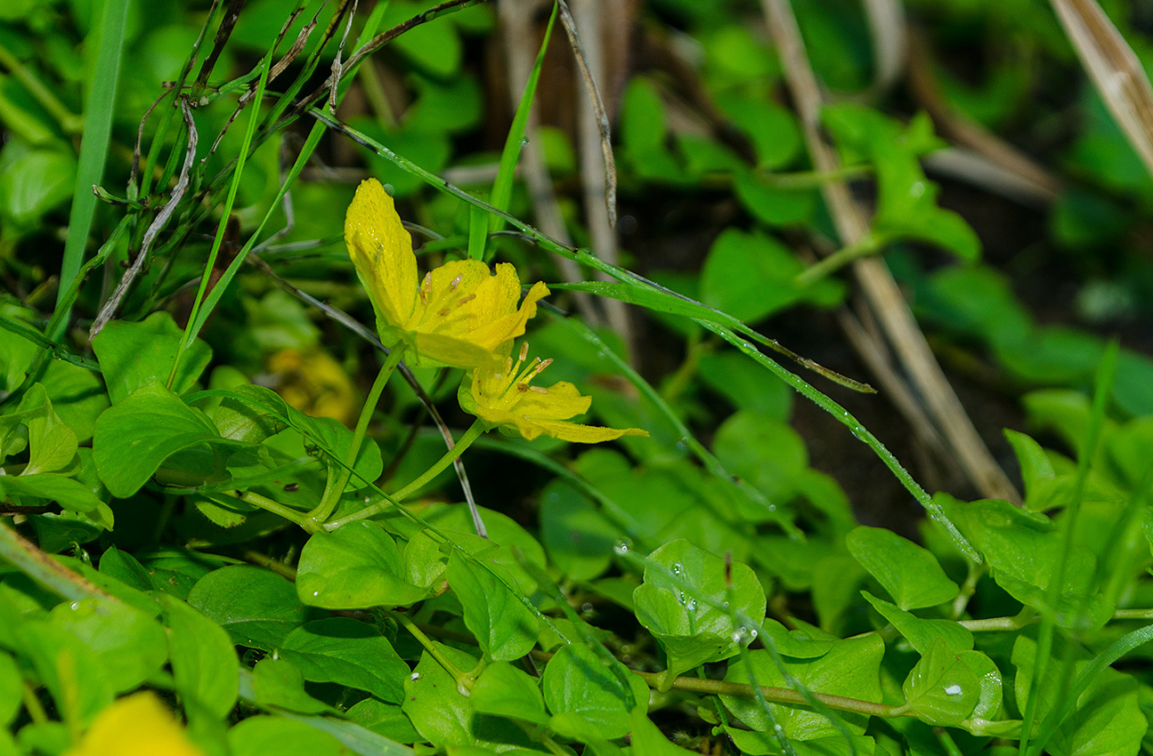 Изображение особи Lysimachia nummularia.