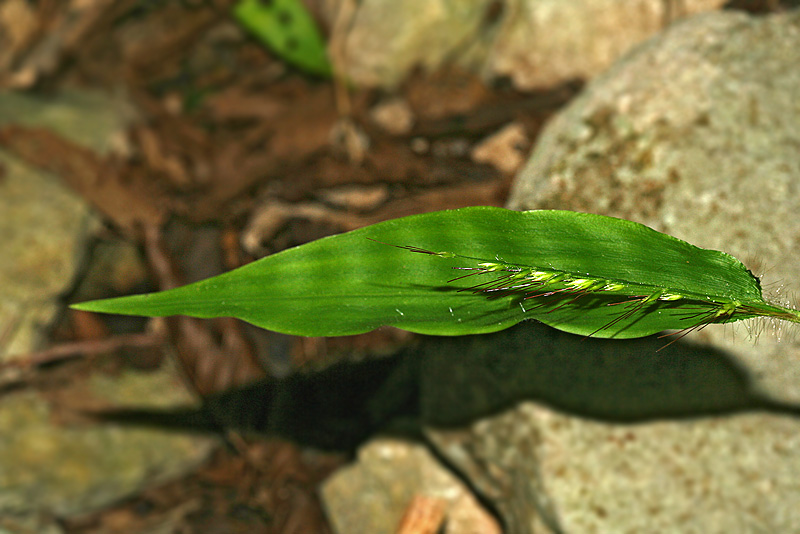 Image of Oplismenus undulatifolius specimen.