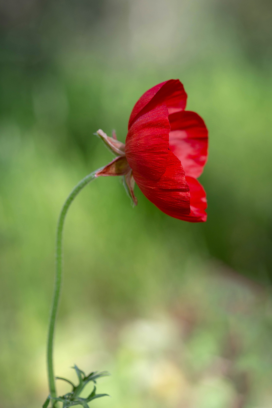 Изображение особи Ranunculus asiaticus.