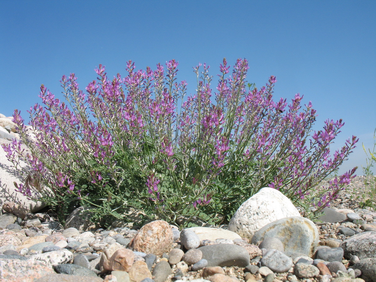 Image of Oxytropis gebleriana specimen.