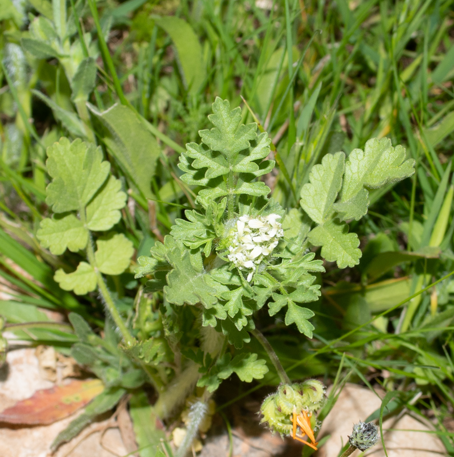 Изображение особи семейство Apiaceae.