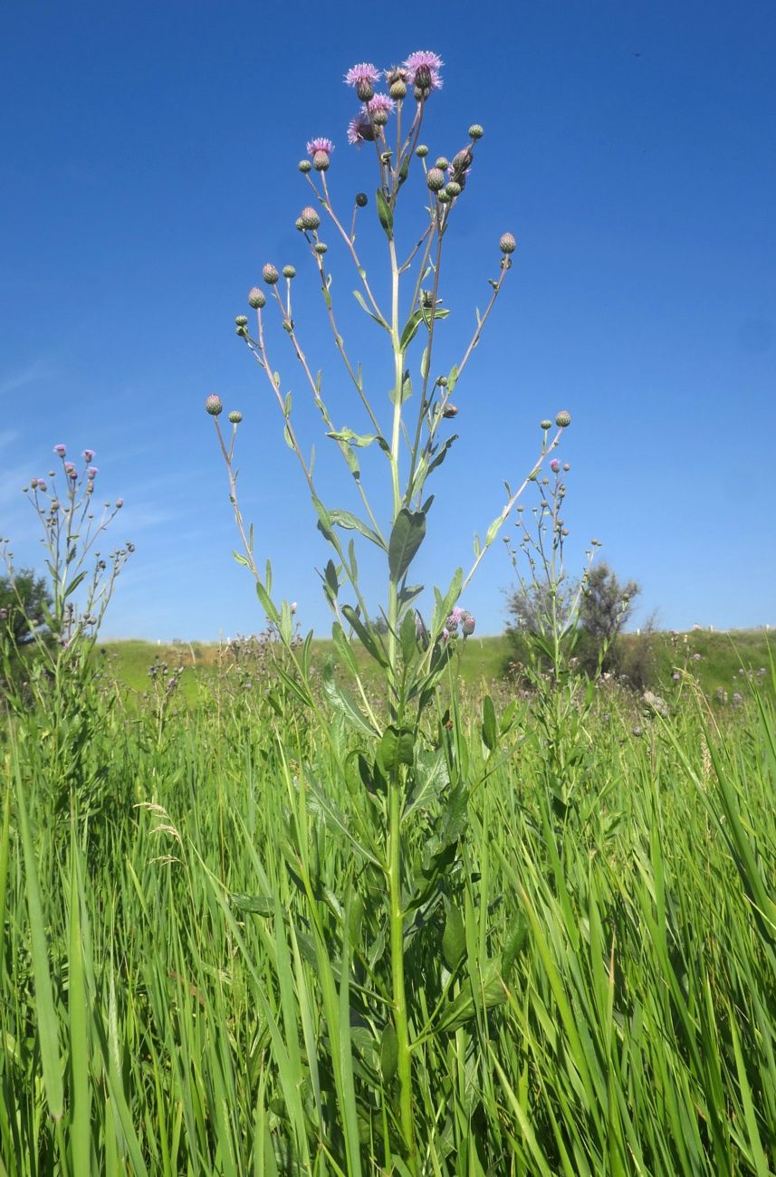 Изображение особи Cirsium setosum.