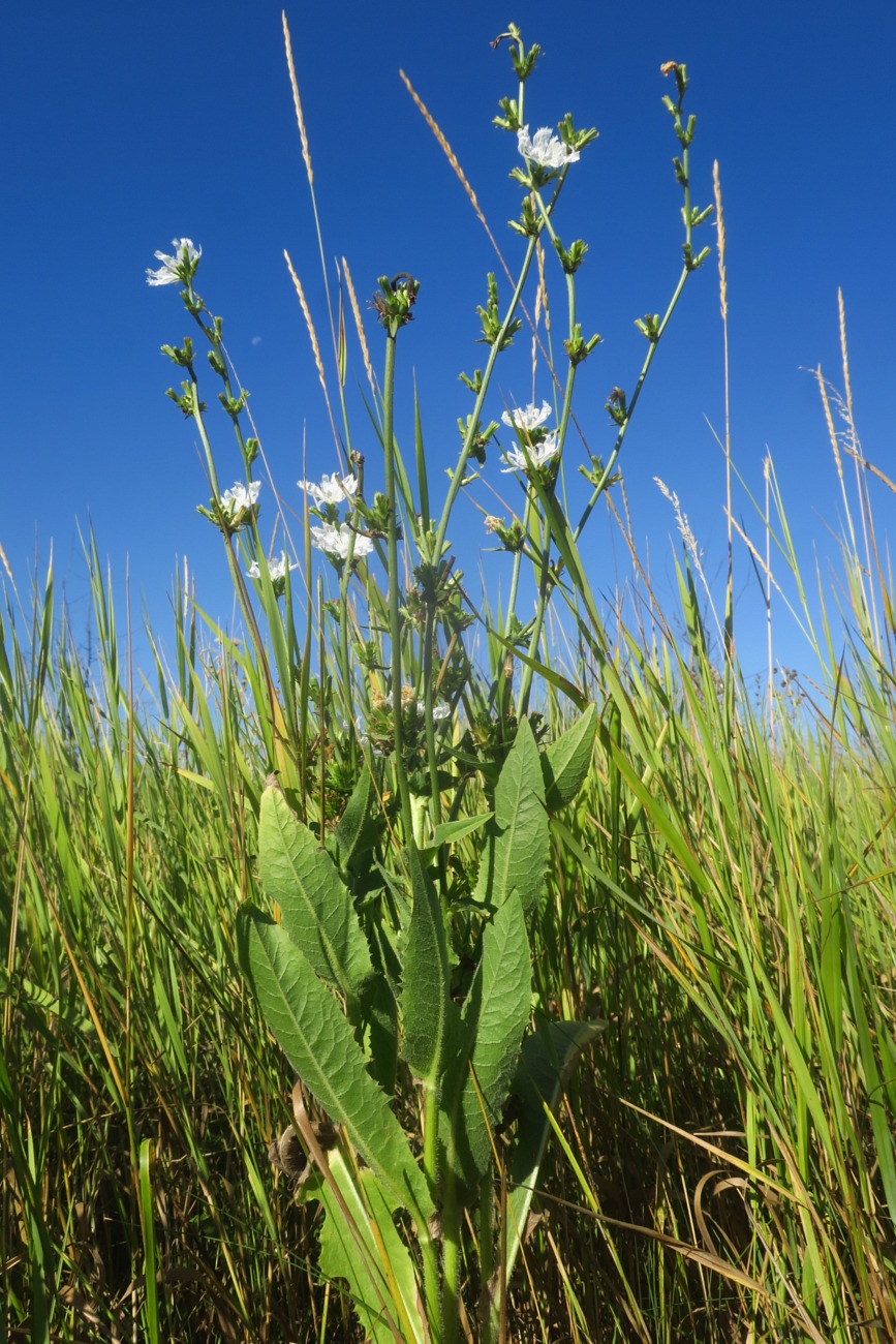 Image of Cichorium intybus specimen.