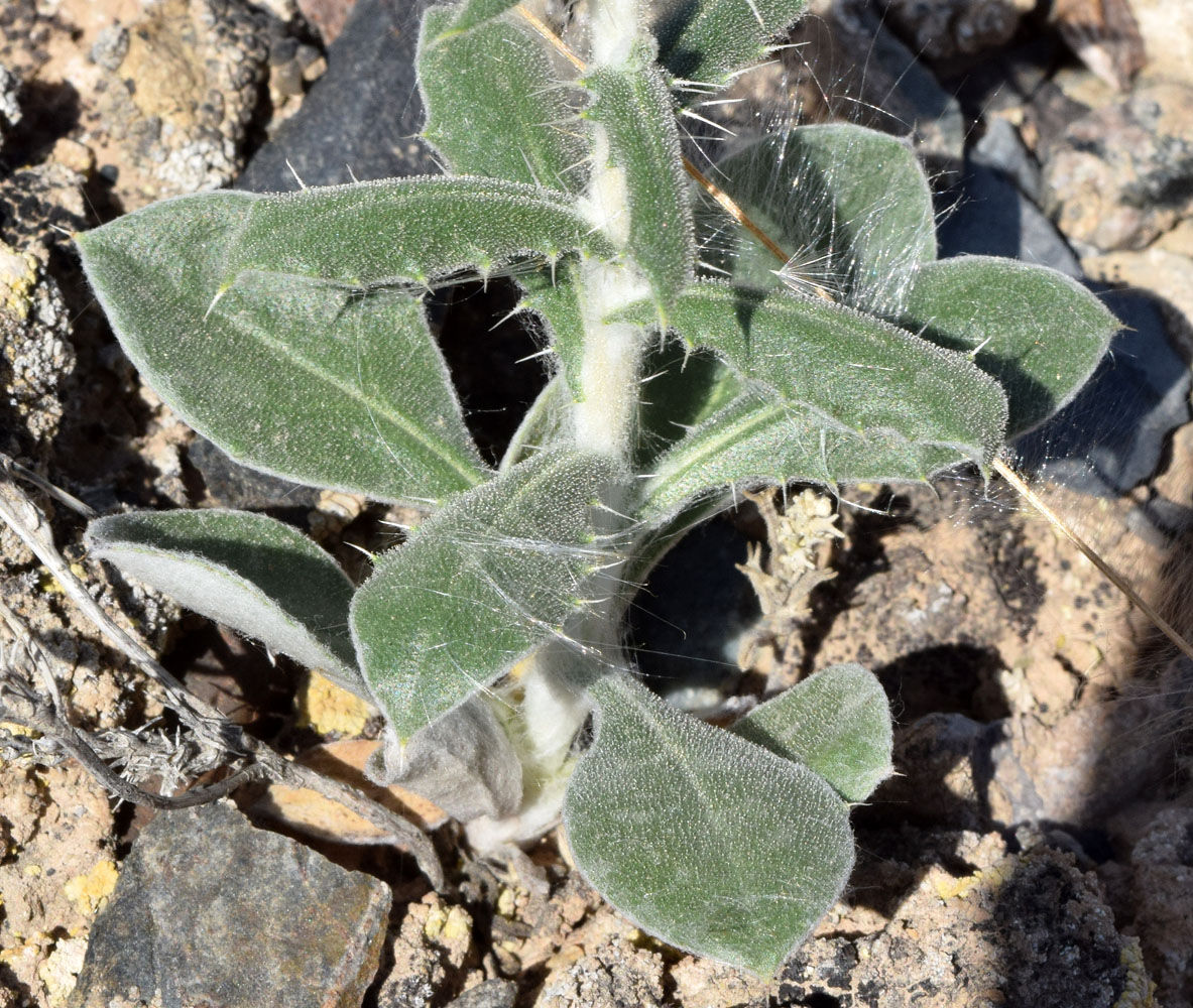 Image of Echinops knorringianus specimen.