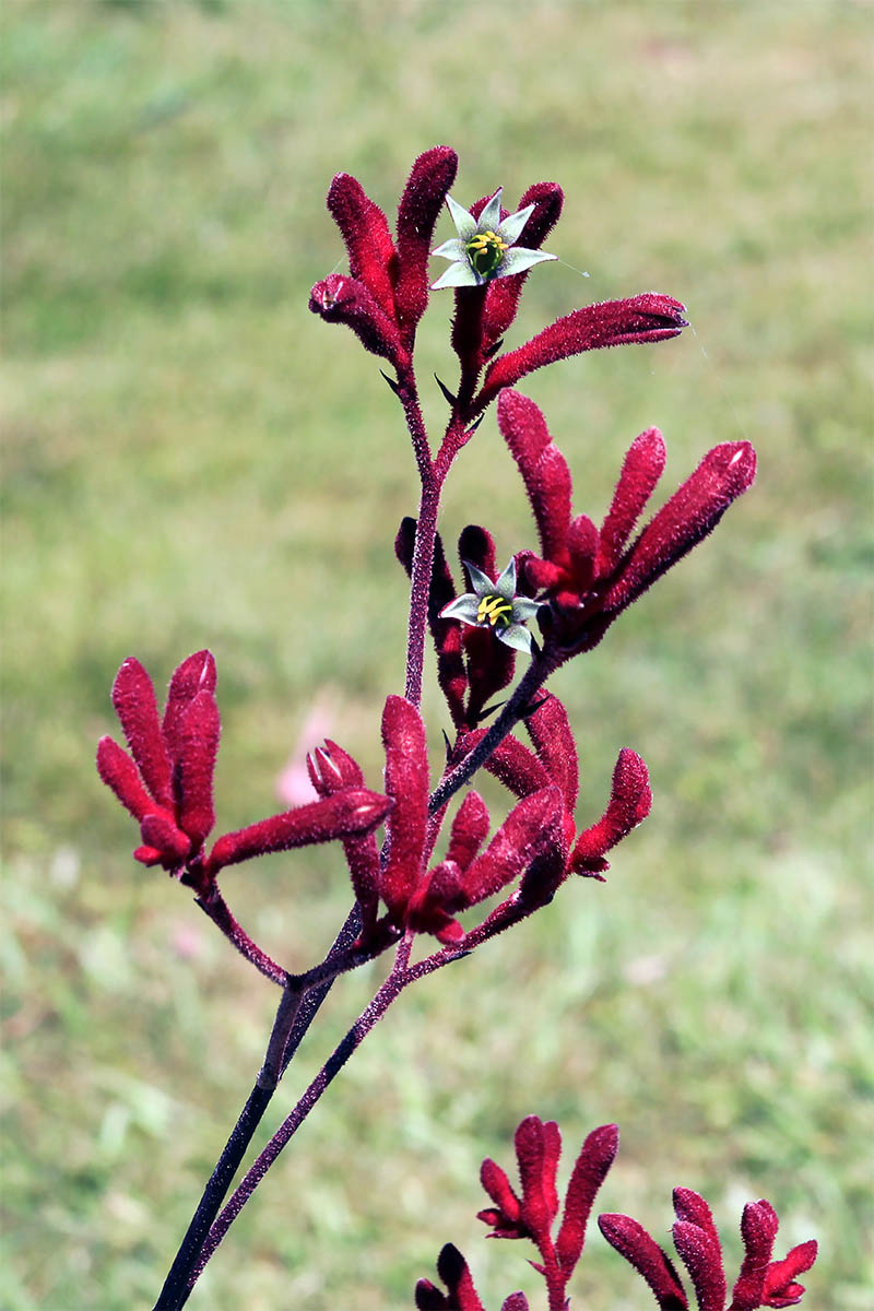 Image of Anigozanthos flavidus specimen.