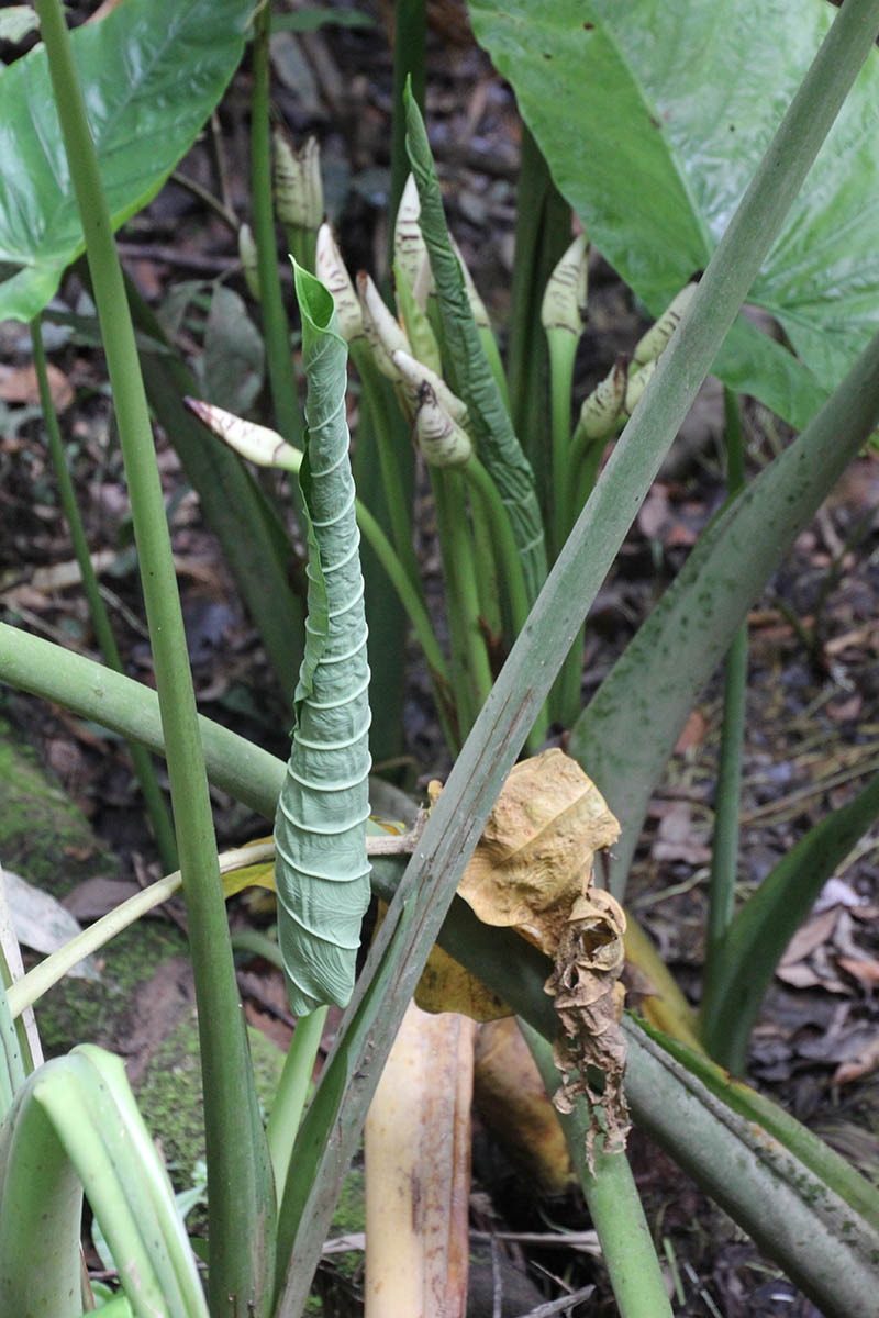 Изображение особи Alocasia robusta.