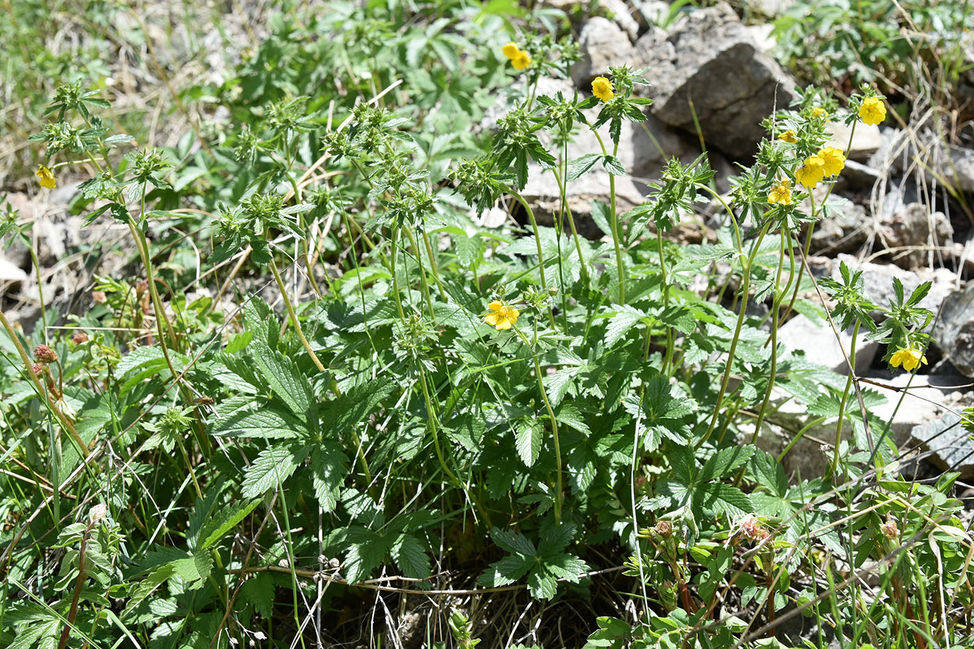 Изображение особи Potentilla asiatica.