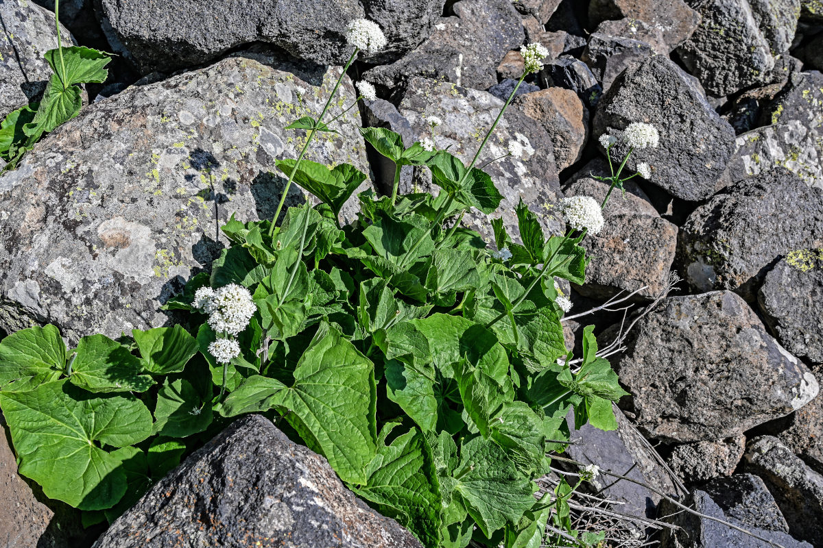 Изображение особи Valeriana alliariifolia.