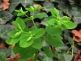 Смотреть изображение Euphorbia peplus