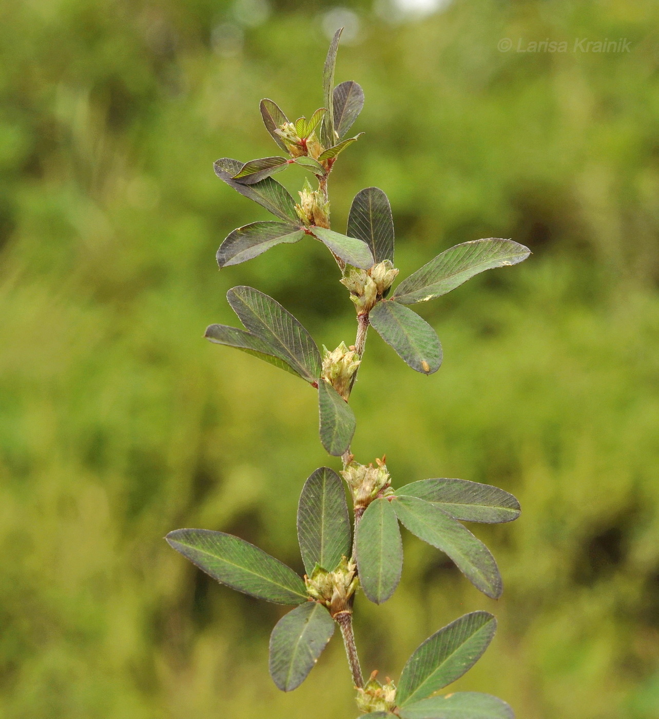 Image of Kummerowia striata specimen.