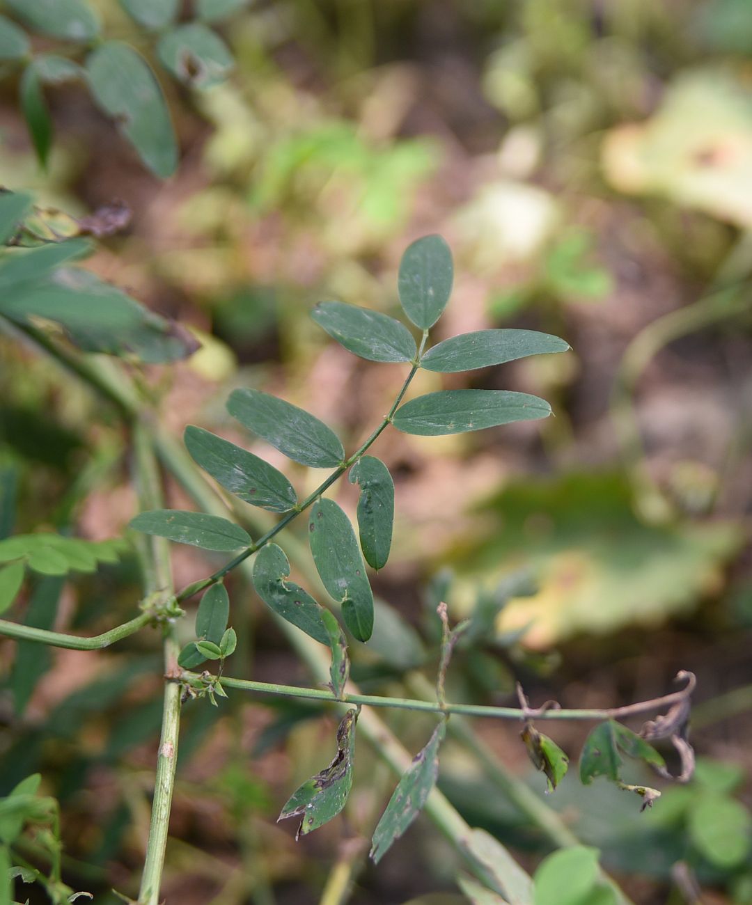 Изображение особи Galega officinalis.