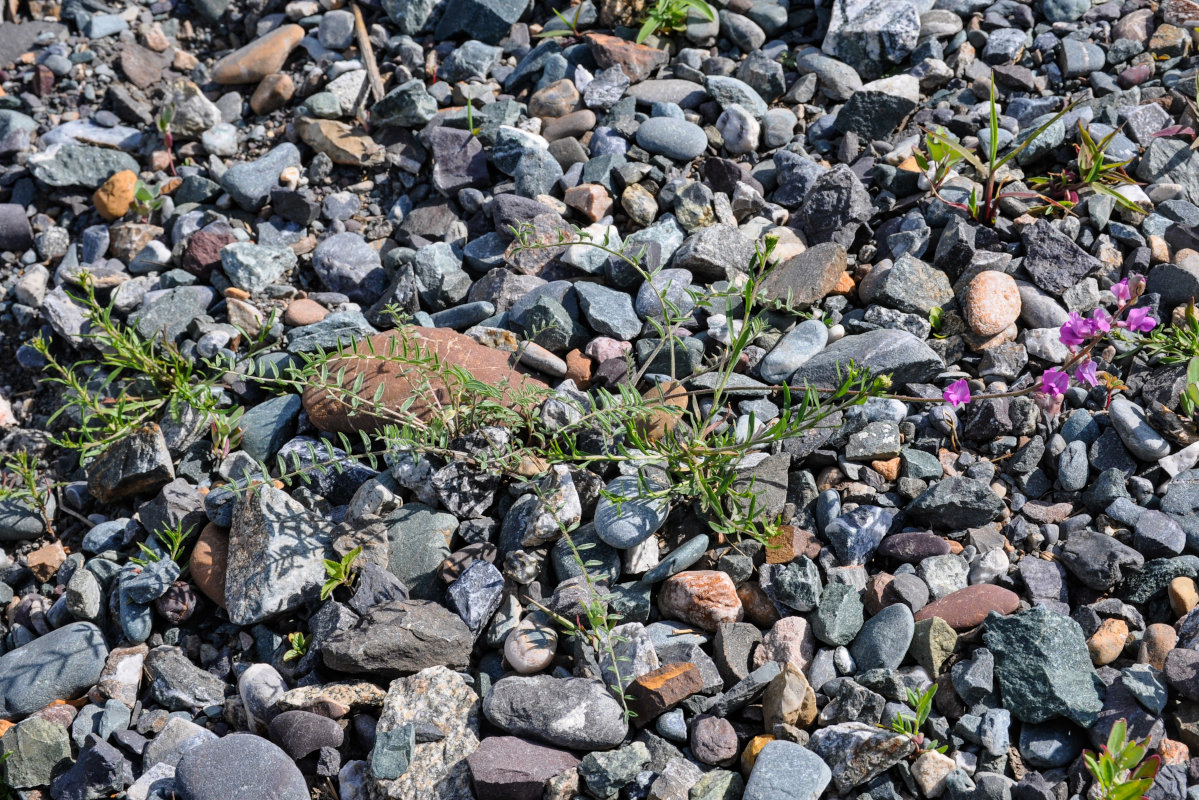 Image of Oxytropis teres specimen.