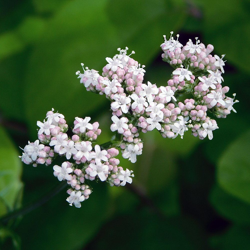 Image of Valeriana rossica specimen.